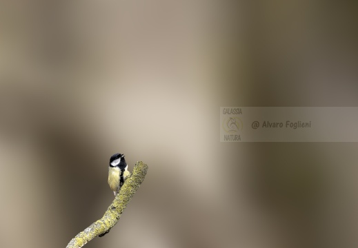 CINCIALLEGRA, Great Tit, Mésange charbonnière; Parus major 