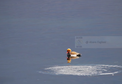 FISTIONE TURCO, Red-crested Pochard, Nette rousse, Netta rufina