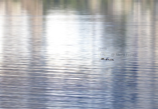 SMERGO MAGGIORE, Goosander, Harle bièvre, Mergus merganser 