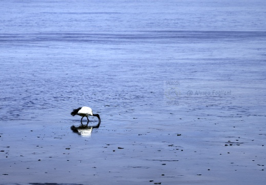 IBIS SACRO; Sacred Ibis;  Ibis sacré; Threskiornis aethiopicus 