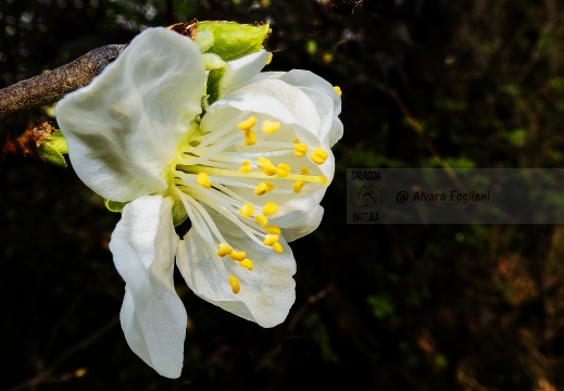 Fiore di Prunus IMG 0693