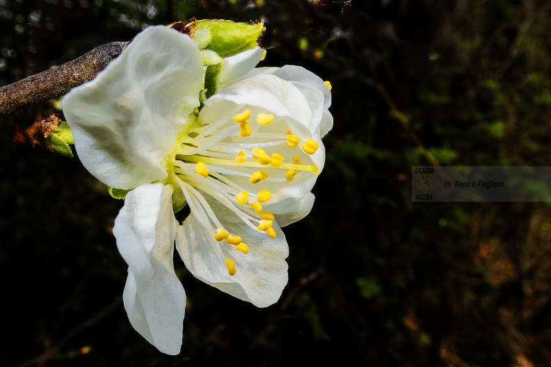 Fiore di Prunus IMG_0693.jpg