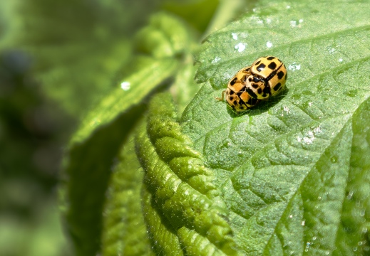 Psyllobora vigintiduopunctata IMG 1427 