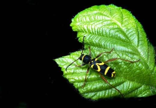 Clytus arientis IMG 3076