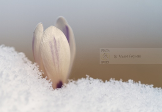 Crocus sotto la neve IMG 4872 