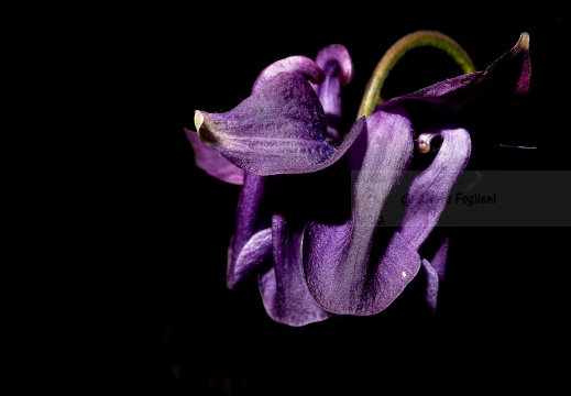 Aquilegia vulgaris IMG 2300 