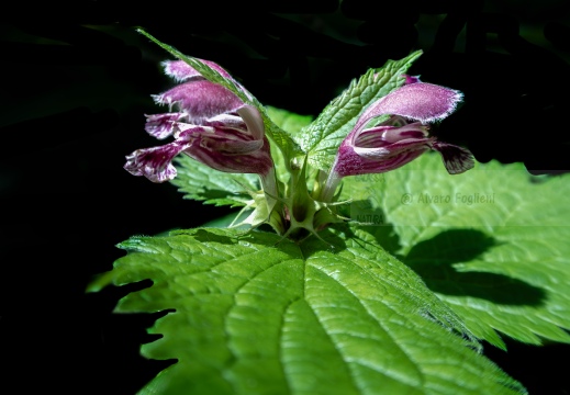 Lamium orvala o Falsa ortica maggiore IMG 2524 