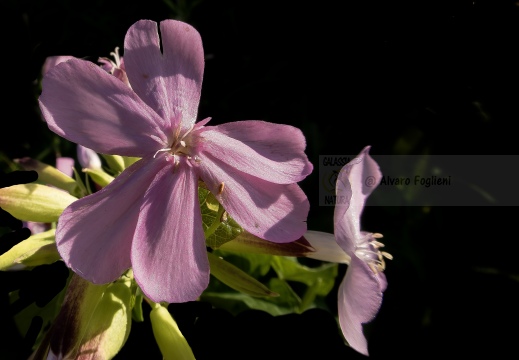 Saponaria officinalis IMG 7579 