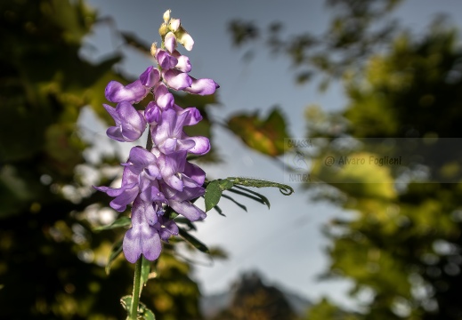 Vicia villosa IMG 7587 