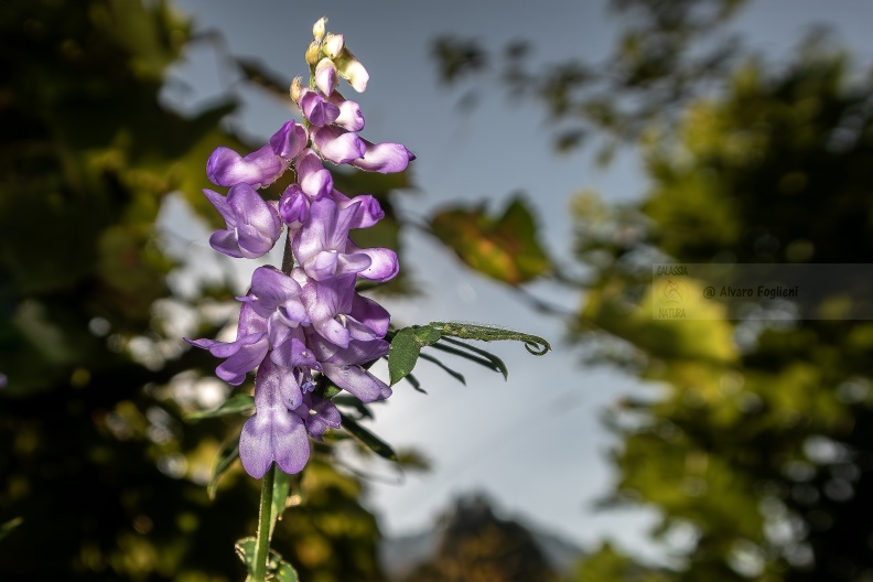 Vicia villosa IMG_7587 .jpg