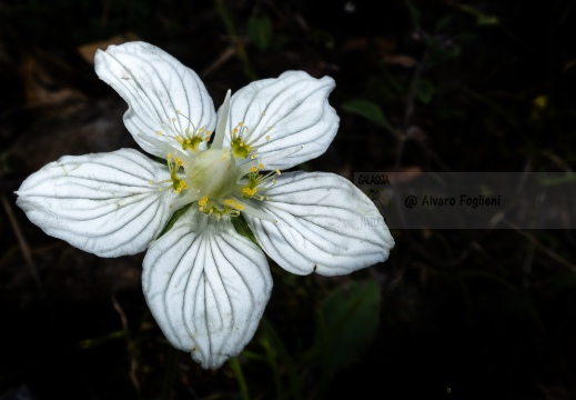 Parnassia palustris IMG 7488 