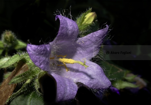 Campanula selvatica IMG 6866