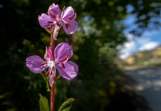 Epilobium angustifolium o Camenerio IMG 6253