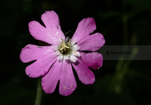 Silene dioica IMG 6261 