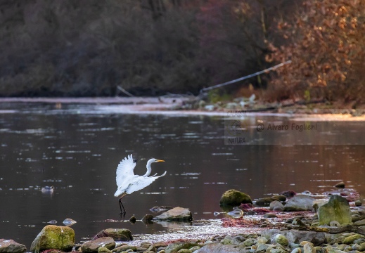 AIRONE BIANCO MAGGIORE; Great Egret; Grande Aigrette, Egretta alba 