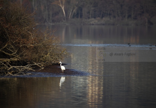 AIRONE BIANCO MAGGIORE; Great Egret; Grande Aigrette, Egretta alba  (2)