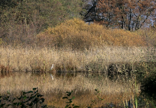 AIRONE CENERINO; Grey Heron; Héron cendré; Ardea cinerea   IMG 0562