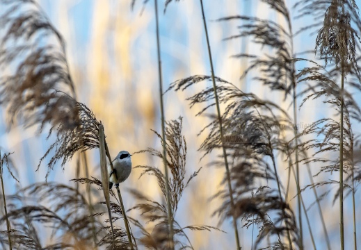 PENDOLINO, Rémiz penduline, Penduline Tit, Remiz pendulinus