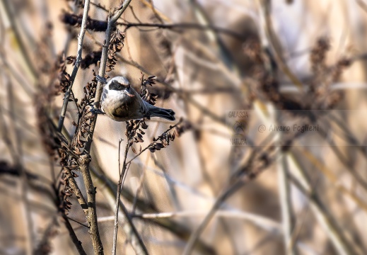 PENDOLINO, Rémiz penduline, Penduline Tit, Remiz pendulinus