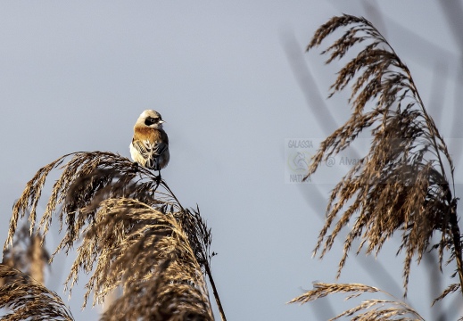 PENDOLINO, Rémiz penduline, Penduline Tit, Remiz pendulinus