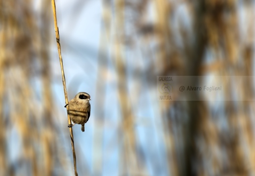 PENDOLINO, Rémiz penduline, Penduline Tit, Remiz pendulinus