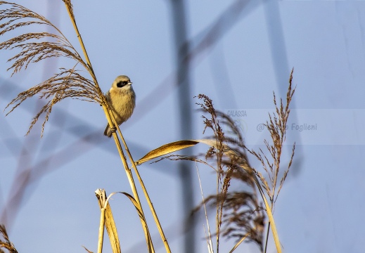 PENDOLINO, Rémiz penduline, Penduline Tit, Remiz pendulinus