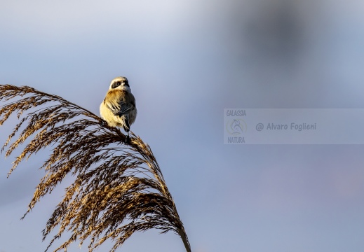 PENDOLINO, Rémiz penduline, Penduline Tit, Remiz pendulinus