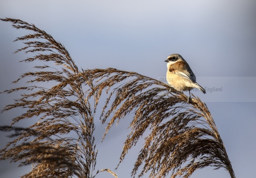 PENDOLINO, Rémiz penduline, Penduline Tit, Remiz pendulinus