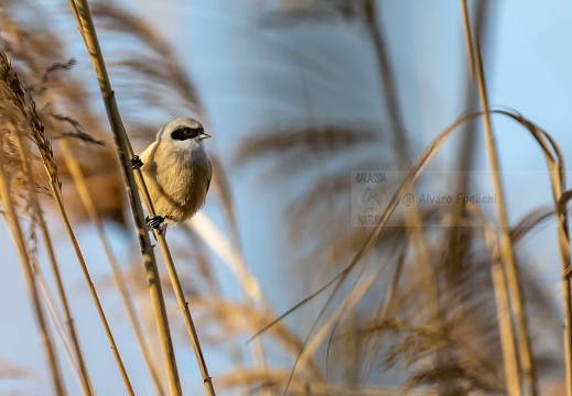 PENDOLINO, Rémiz penduline, Penduline Tit, Remiz pendulinus