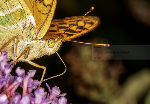 PAFIA; Tabacco di Spagna; Fritillaria; Argynnis paphia; Silver-washed fritillary; Tabac d'Espagne