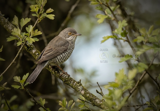 BIGIA PADOVANA - Sylvia nisoria - Barred Warbler - Fauvette épervière - Sperbergrasmücke - Curruca gavilana 