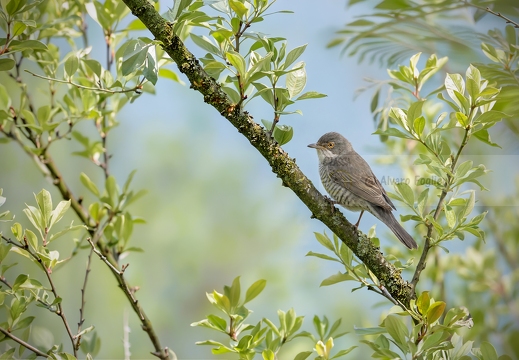 BIGIA PADOVANA - Sylvia nisoria - Barred Warbler - Fauvette épervière - Sperbergrasmücke - Curruca gavilana 