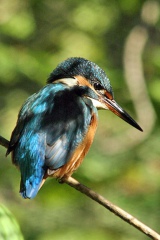MARTIN PESCATORE - Kingfisher - Alcedo atthis - Luogo: Fiume Adda - Brivio (LC) - Autore: Alvaro