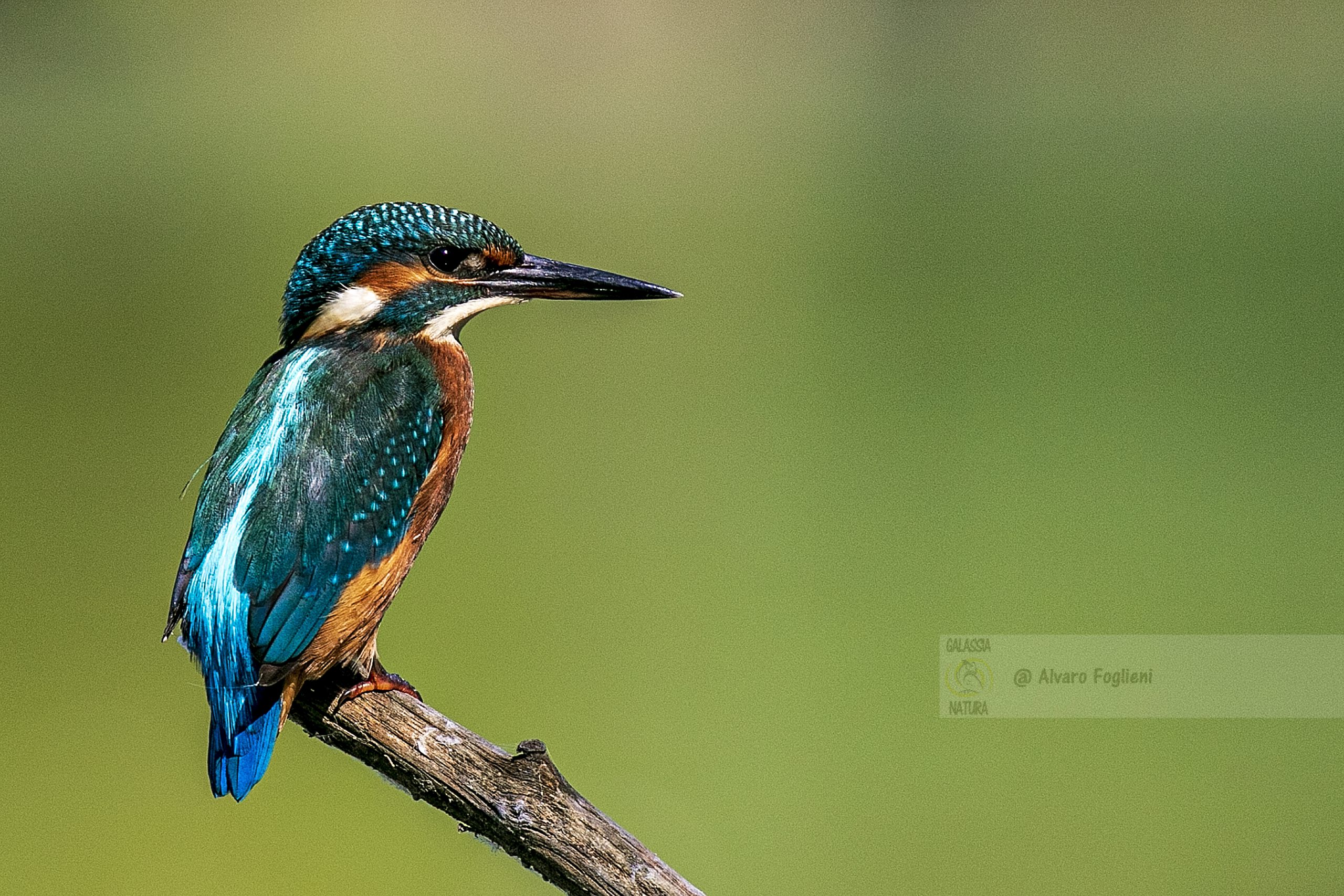 Martin pescatore, freccia blu, superficie dell'acqua, fischio acuto, avifauna, fotografia naturalistica, consigli