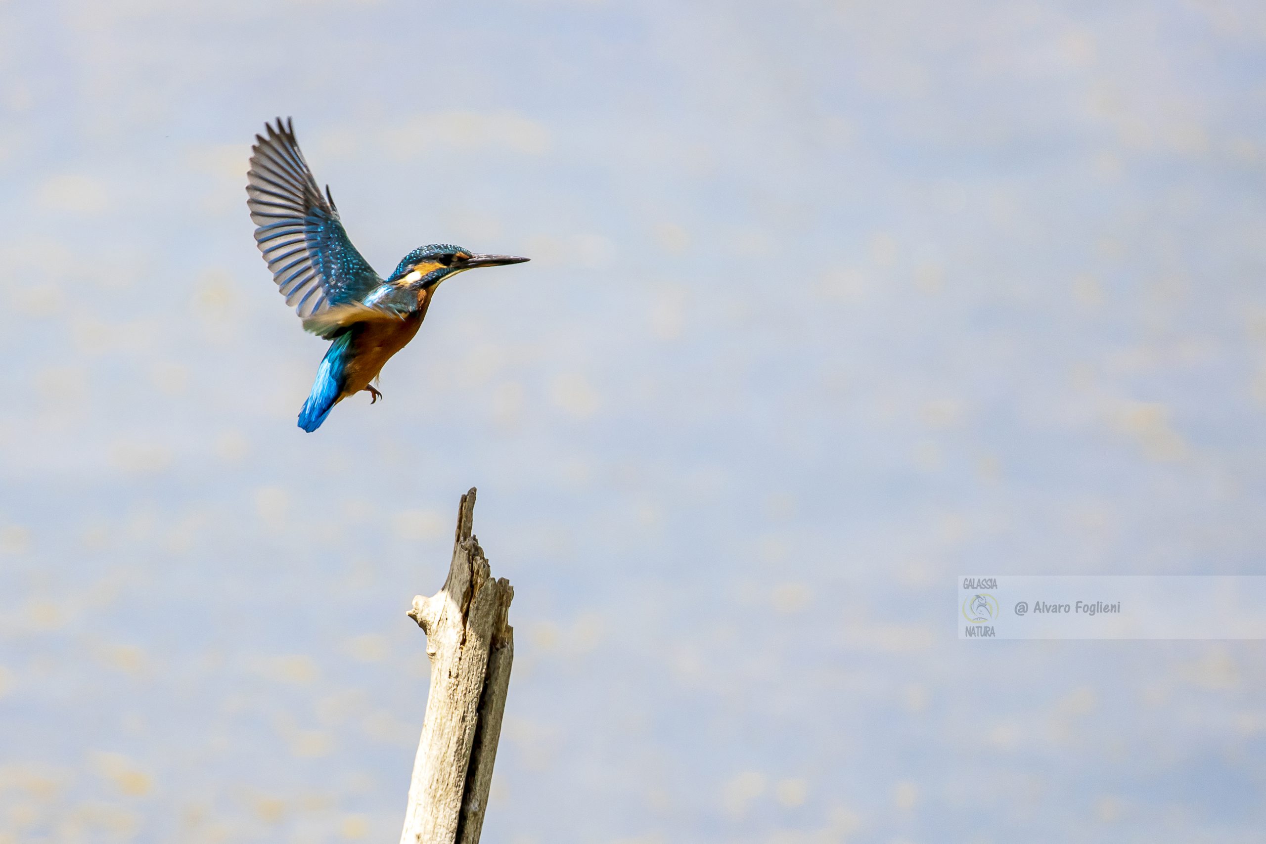 Comportamento territoriale, percorsi di pesca, territorio, sensibilità al movimento, pazienza, strategie fotografiche, capanno fotografico gratuito