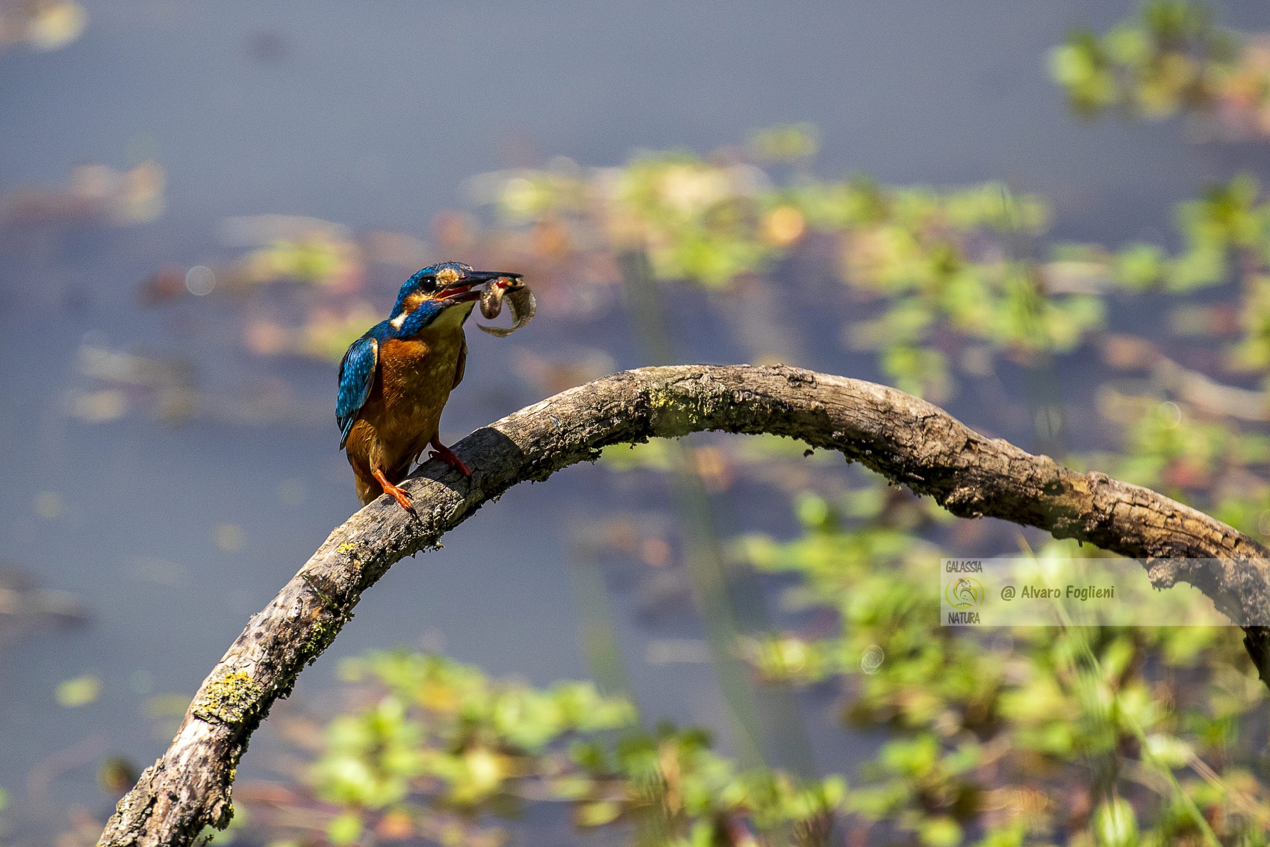 Habitat e stagionalità, presenza in Italia, laghi, stagni, fiumi lenti, stagioni migliori, territorio di coppia, fotografia dal capanno