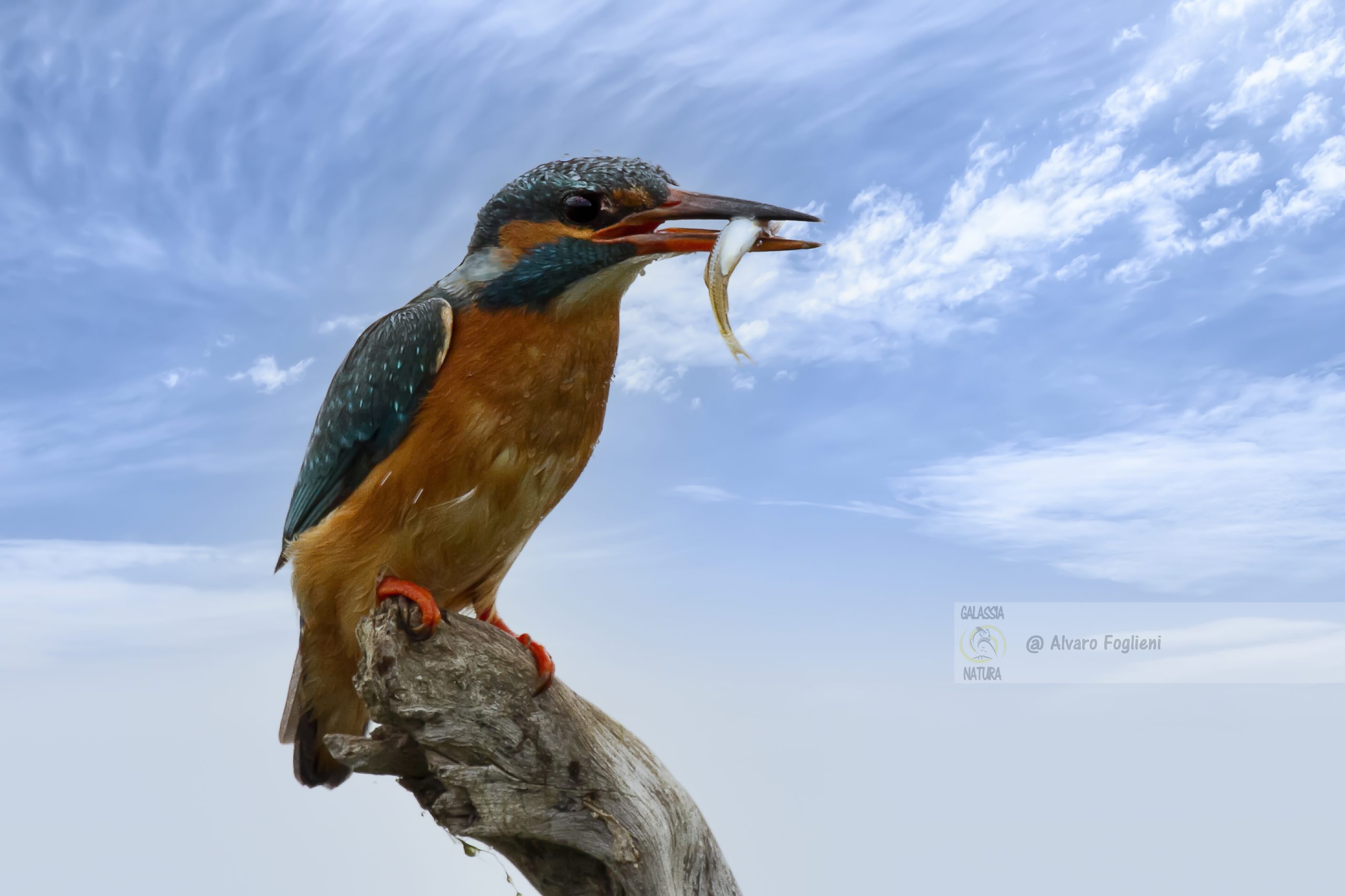 Rituali di accoppiamento, stagione degli amori, volo veloce, richiamo maschio, corteggiamento, offerta pesce, accoppiamento, corso fotografia naturalistica a Milano