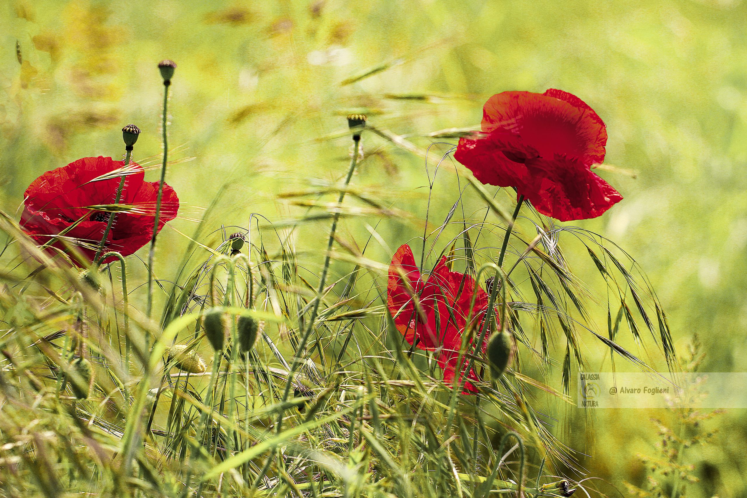 Fotografia paesaggistica inizio estate, campo di Papaveri, colore rosso scarlatto, cielo blu profondo, riscoprire fiore, Crescita dei Papaveri, spuntano in luoghi diversi, semi dormienti, ciclicità triennale, ricerca nuove fioriture.