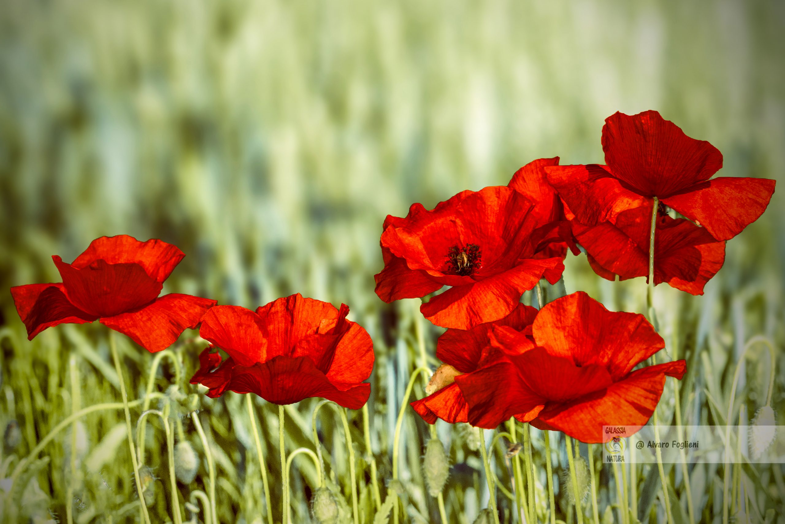 Condizioni per fotografare Papaveri, abbondante concentrazione, poche erbacce, distese di colore uniforme