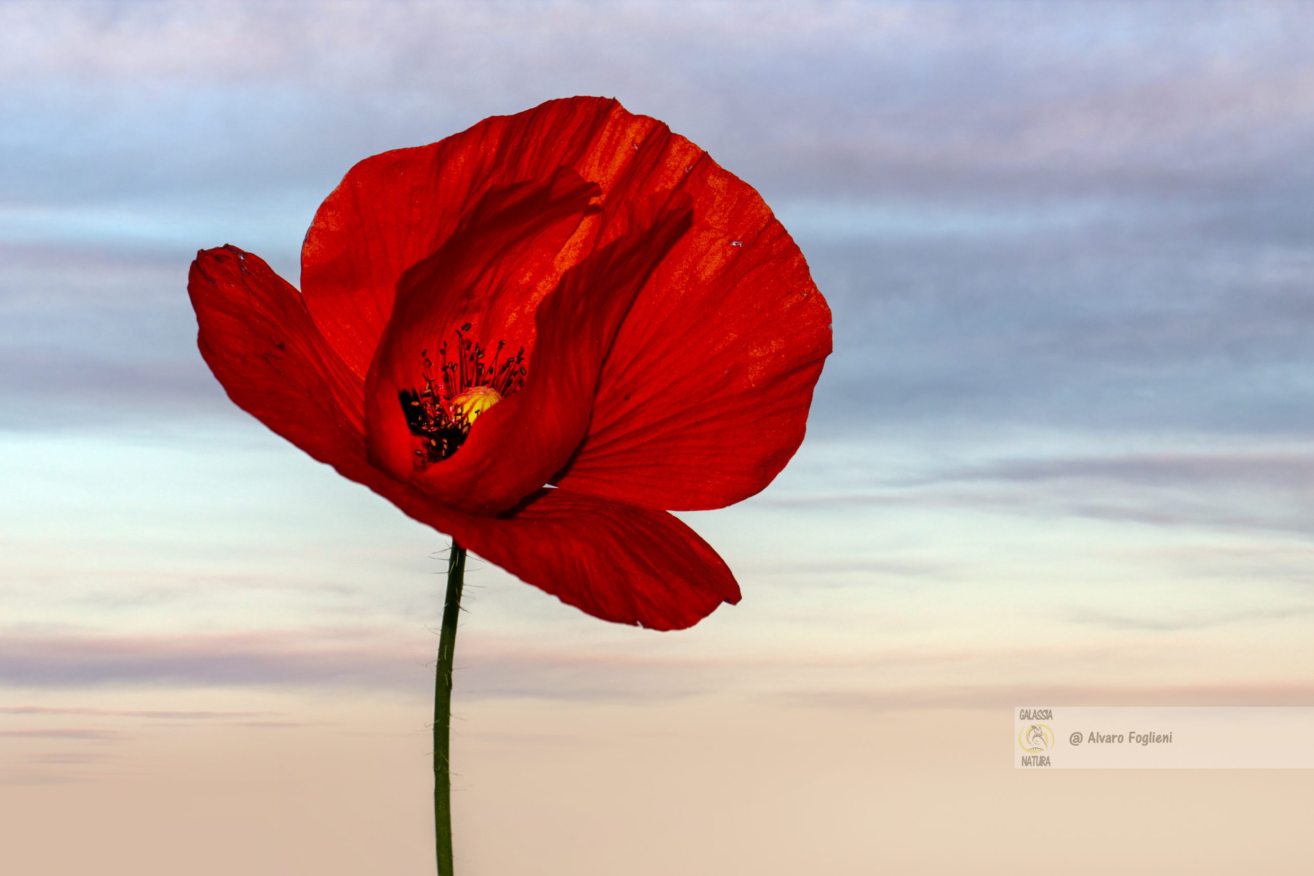 Angolazione insolita, inquadramento verso il cielo, angolo basso, fotocamera a terra, prospettiva unica