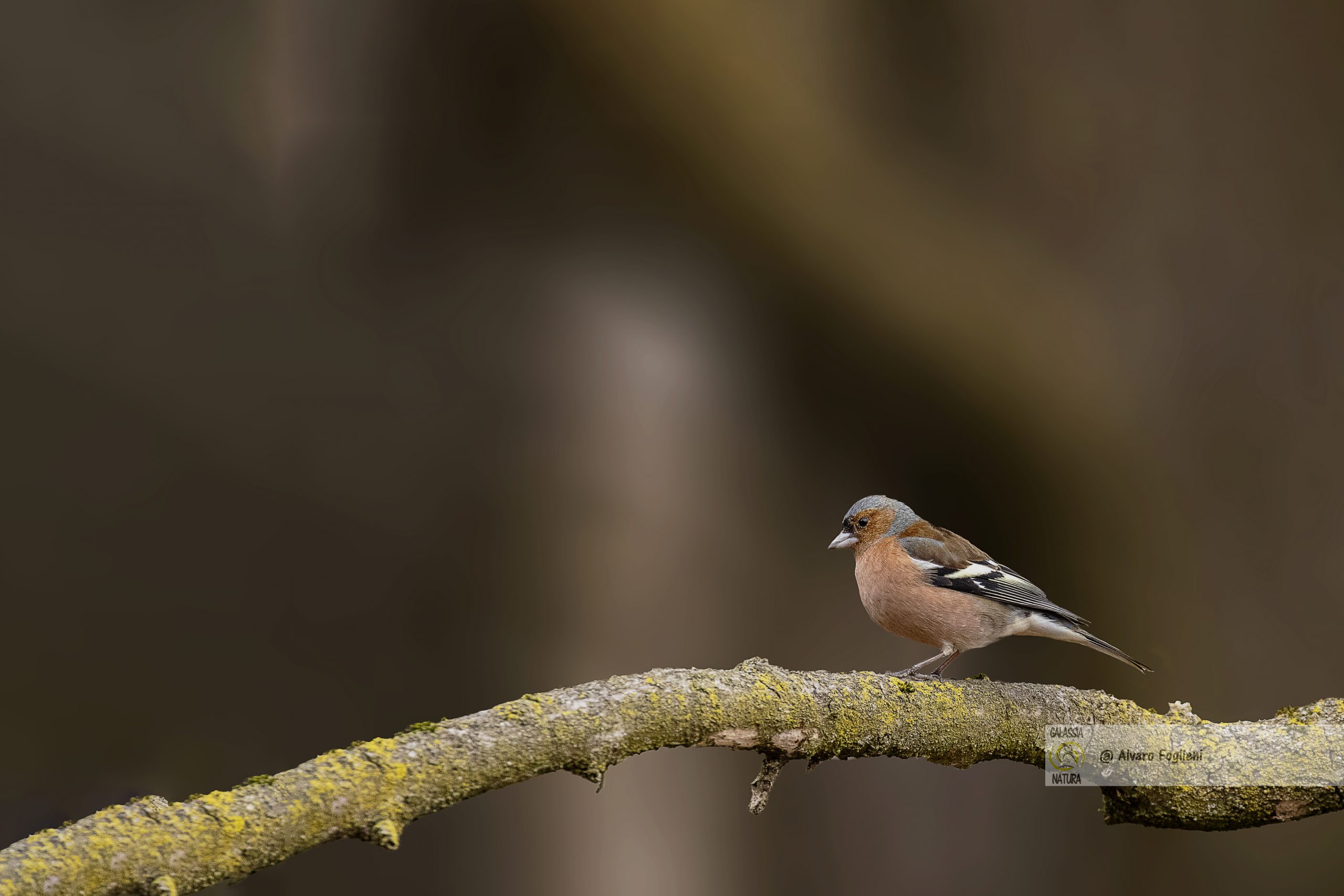 habitat naturale Fringuello, osservazione, abitudini soggetti, avvicinamento, non spaventare uccelli