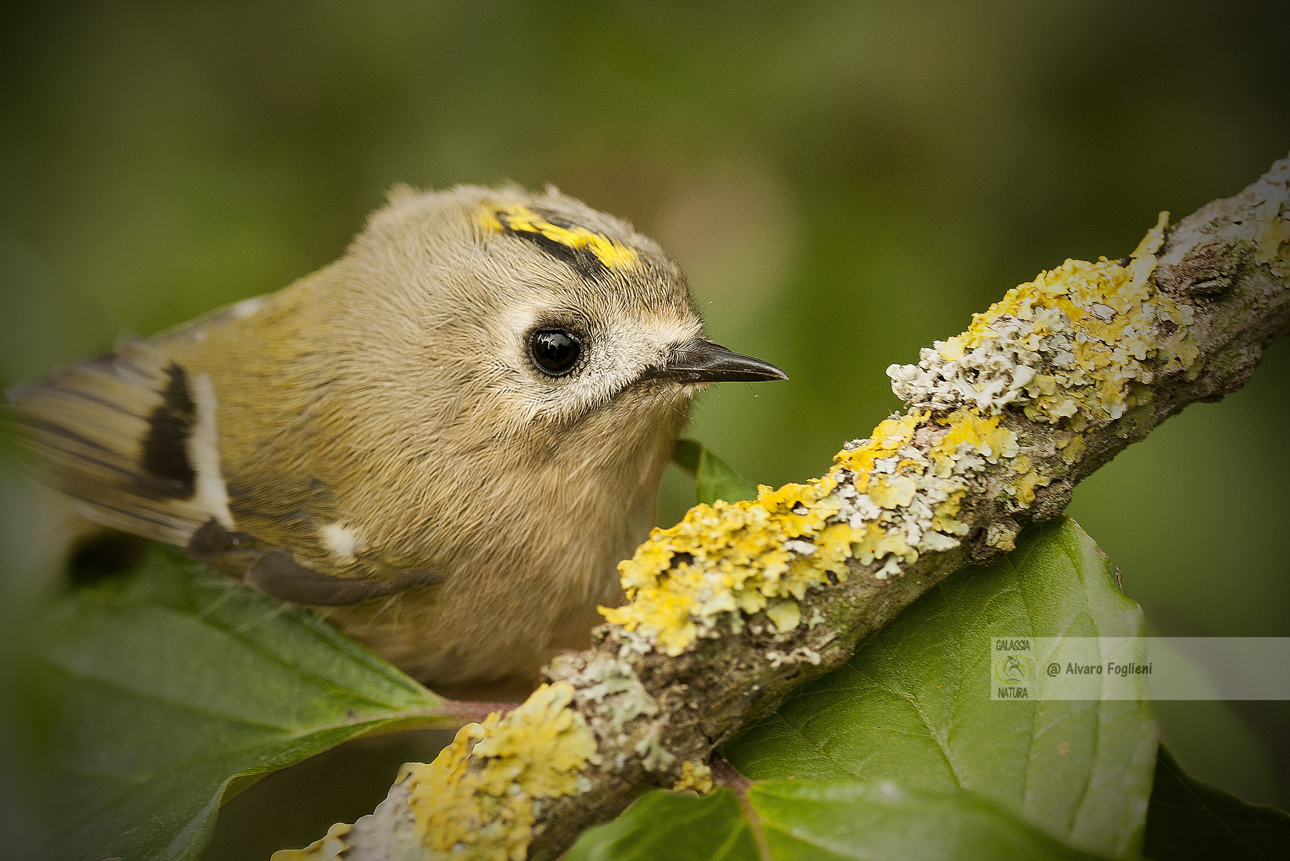 Esperienza fotografica passeriformi, Tecniche avvicinamento uccelli, Fotografare uccelli mosse soluzioni