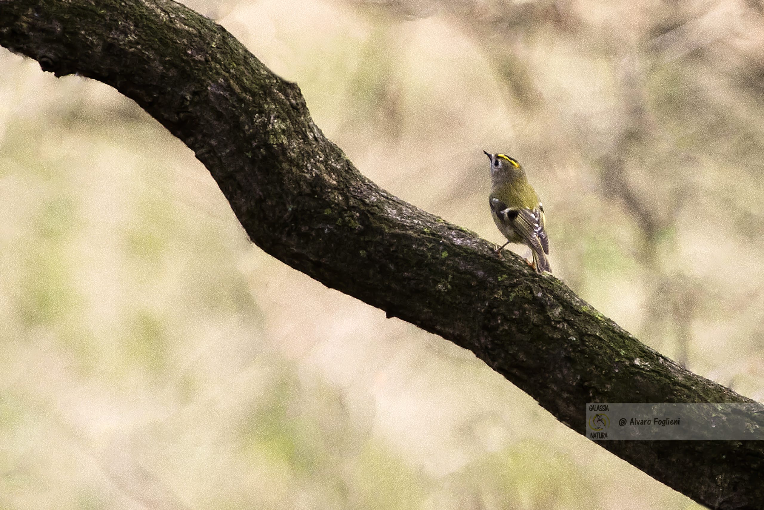 Regolo uccello più piccolo Italia, Peso Regolo Fiorrancino, Diffusione Regolo habitat