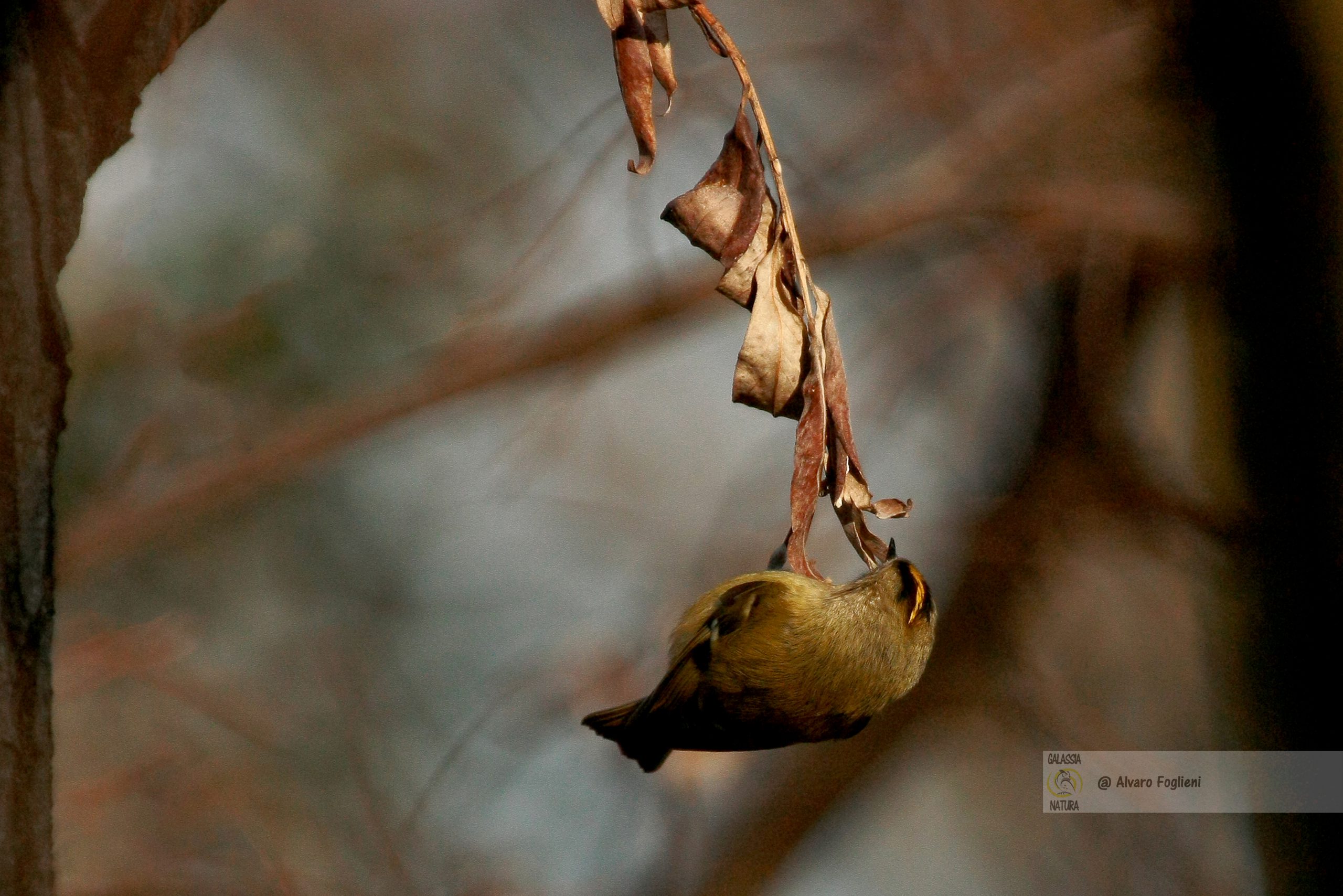 Caccia preda Regolo Fiorrancino, Becco uccelli insetti, Acrobazie uccello a testa in giù