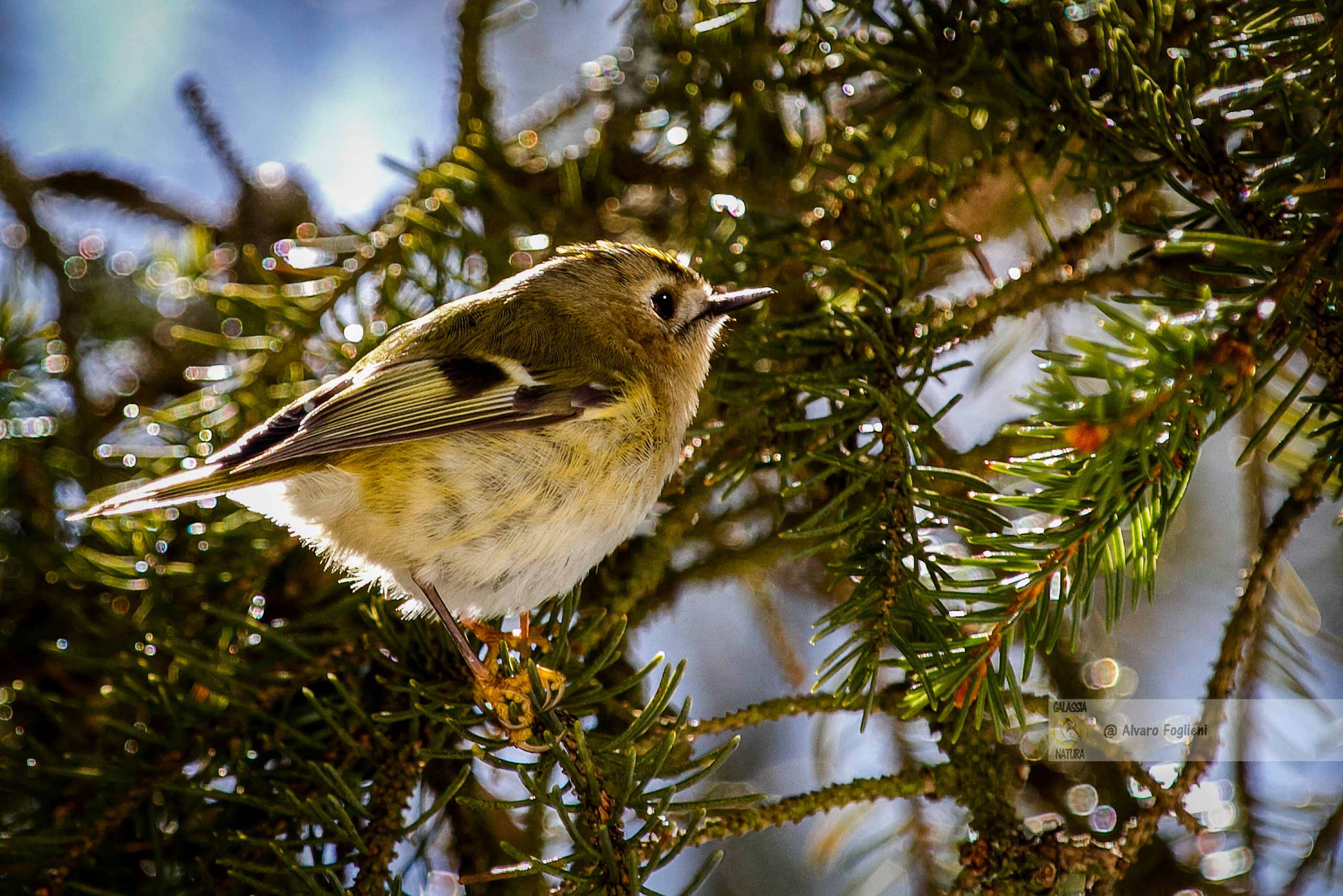 Distanza fotografare uccelli piccoli, Fotocamera APS-C uccelli, Lunghezza focale obiettivo uccelli