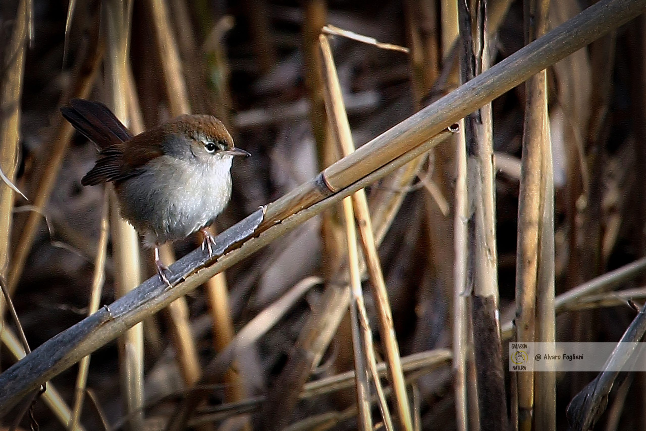 Usignolo di Fiume, preparazione, attrezzatura pronta, natura imprevedibile, concentrazione sul soggetto, gruppo fotografico Milano, incontri di fotografia naturalistica a Milano