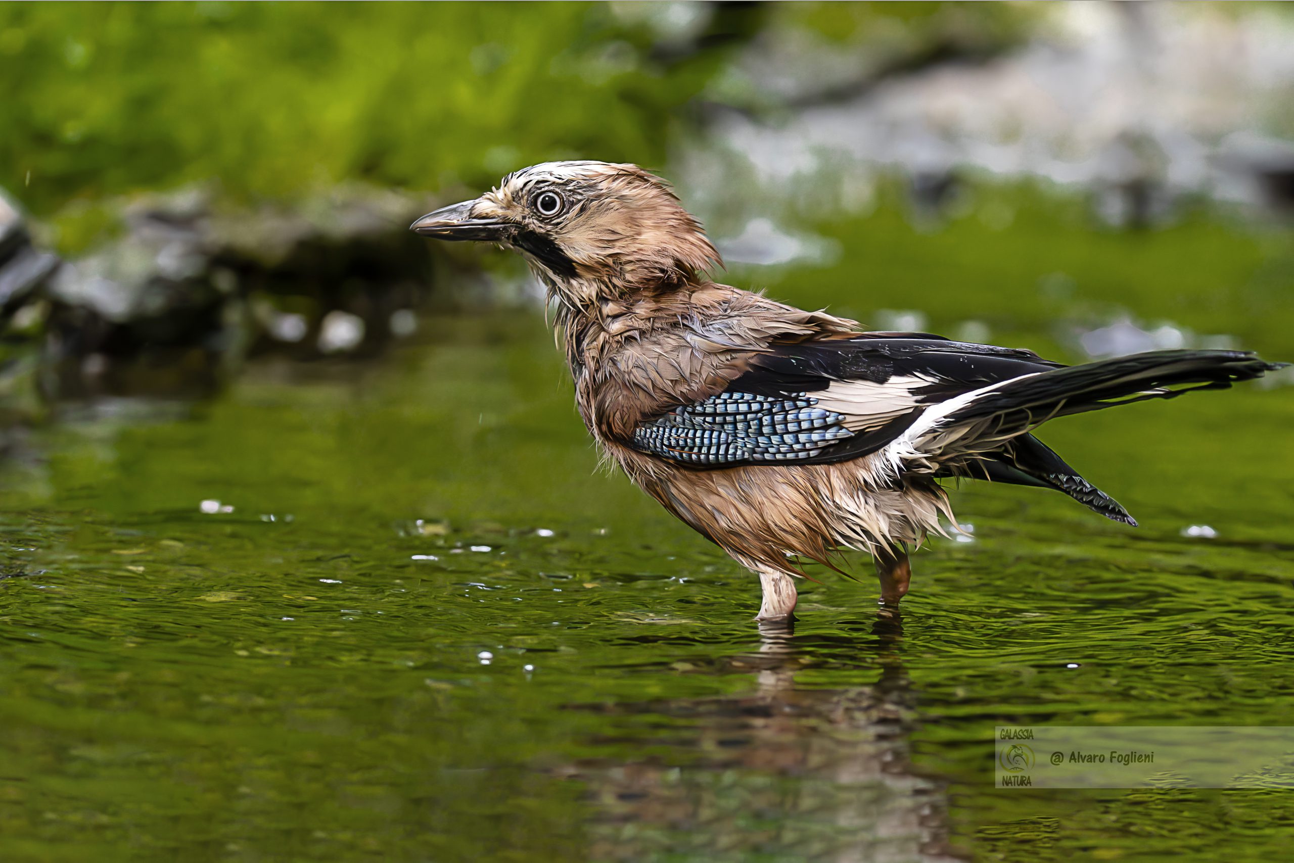 Perché gli uccelli fanno il bagno: pulizia, freschezza e volo efficiente