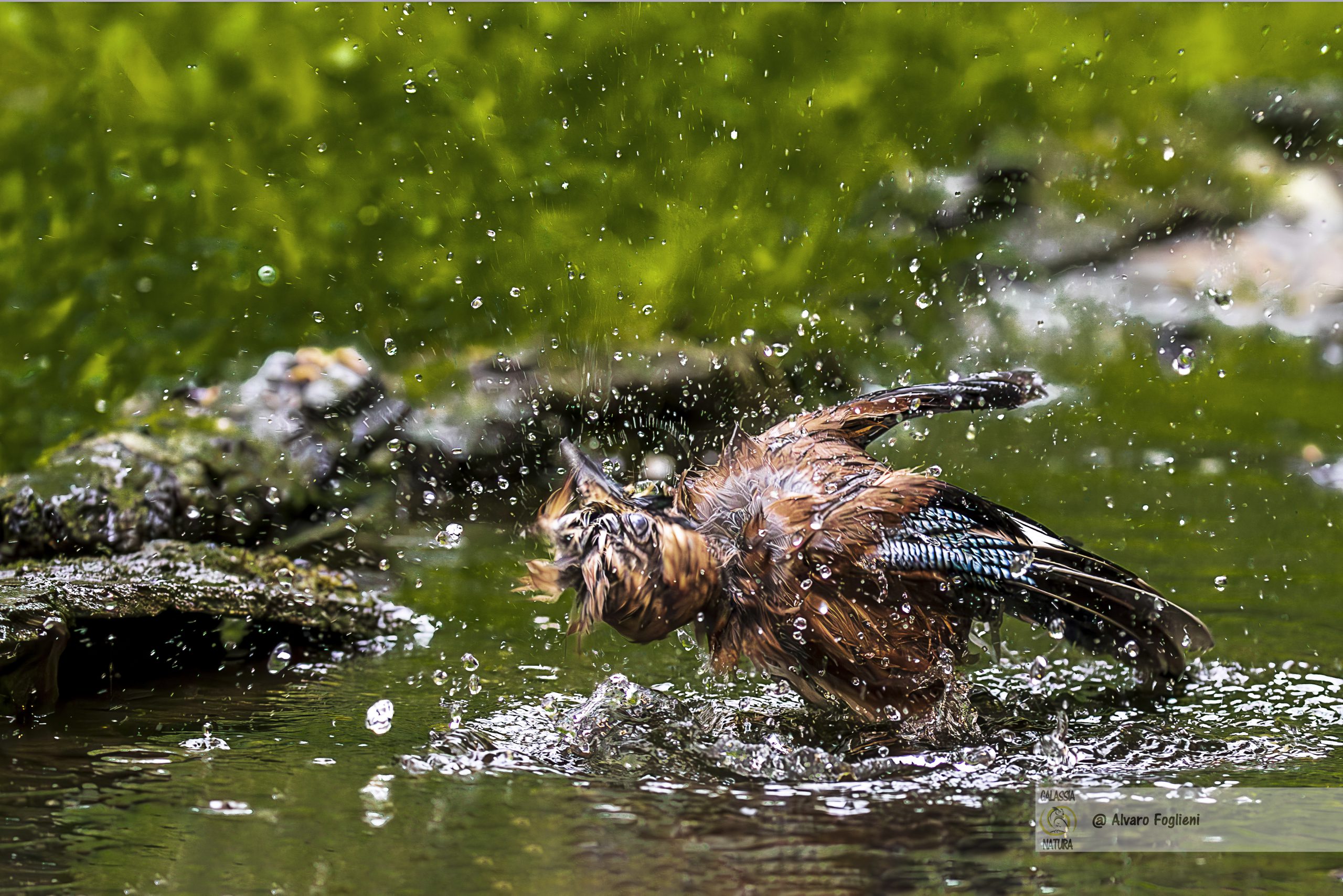 Emergere dall'acqua sbattendo le ali: pulizia delle piume