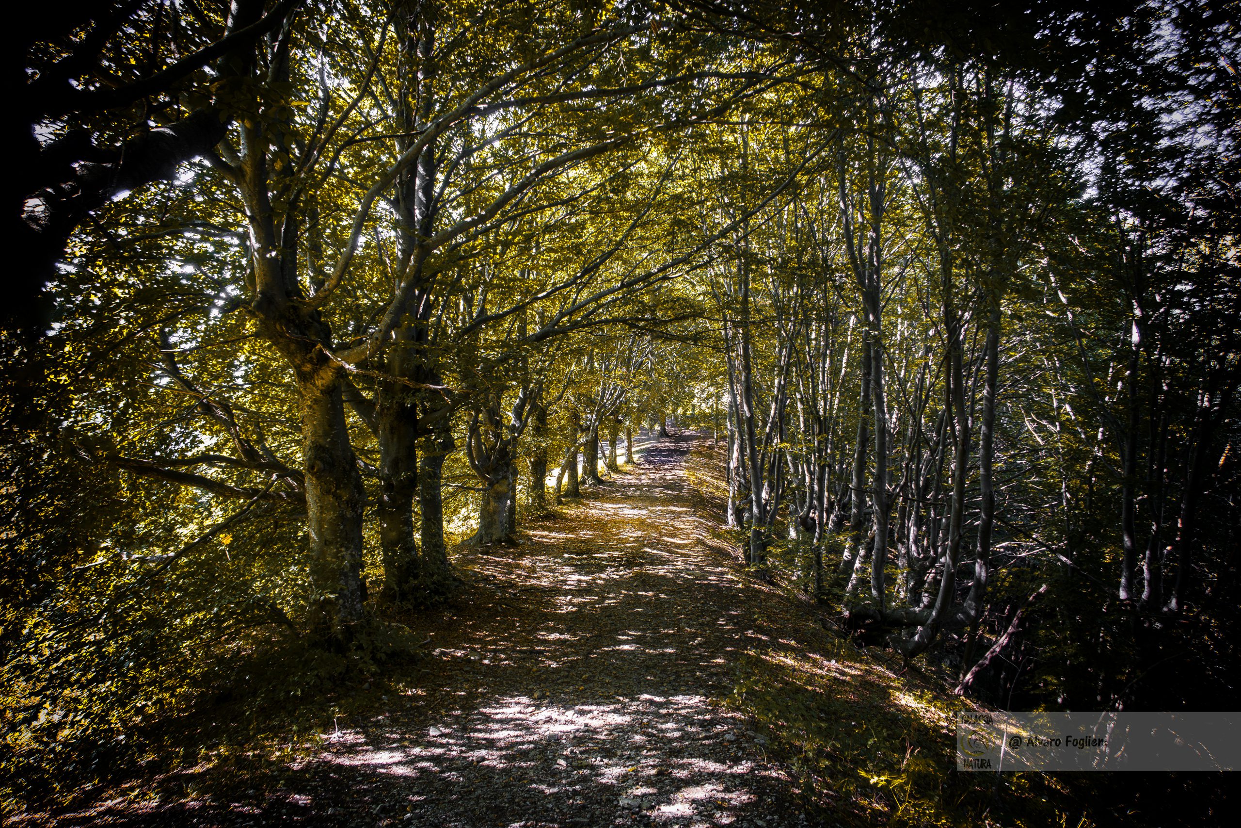 il rumore non dovrebbe essere l'aspetto principale di giudizio di una fotografia, Gruppo fotografico Pixel di Natura milano, Corsi di fotografia naturalistica Milano