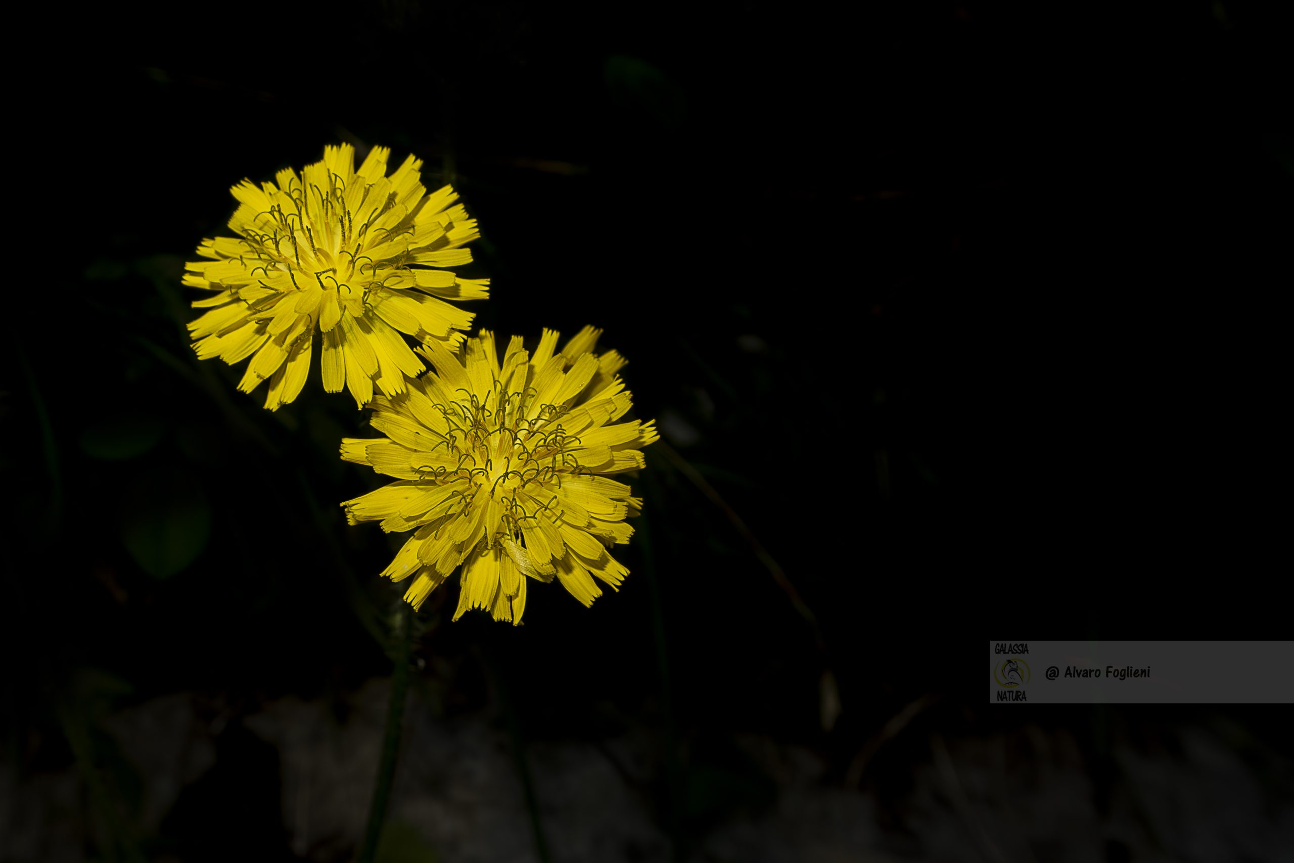 ISO e qualità dell'immagine, le sfide comuni che i fotografi affrontano con ISO elevati e rumore digitale.